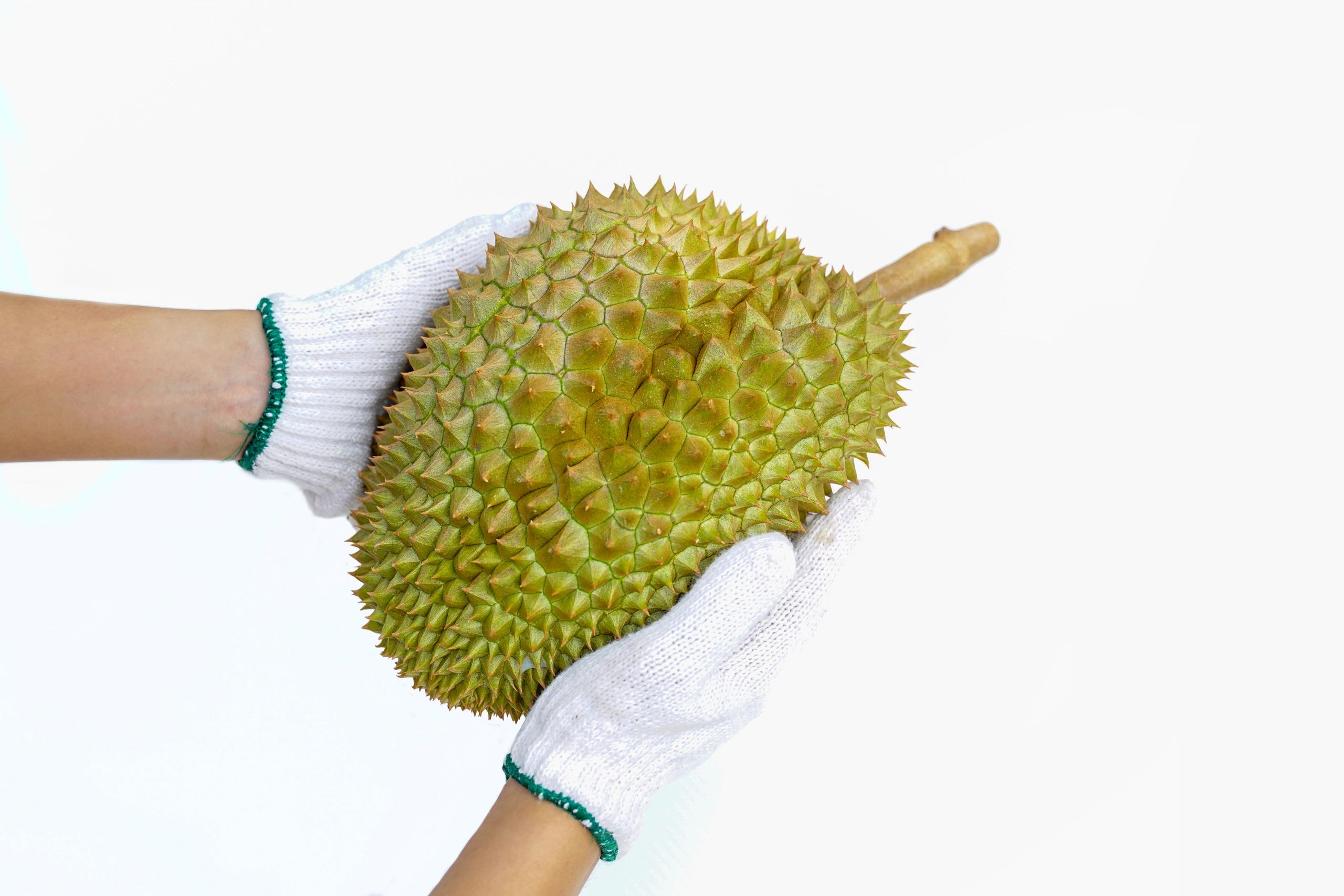 Carefully handled durian prepared for sale and delivery